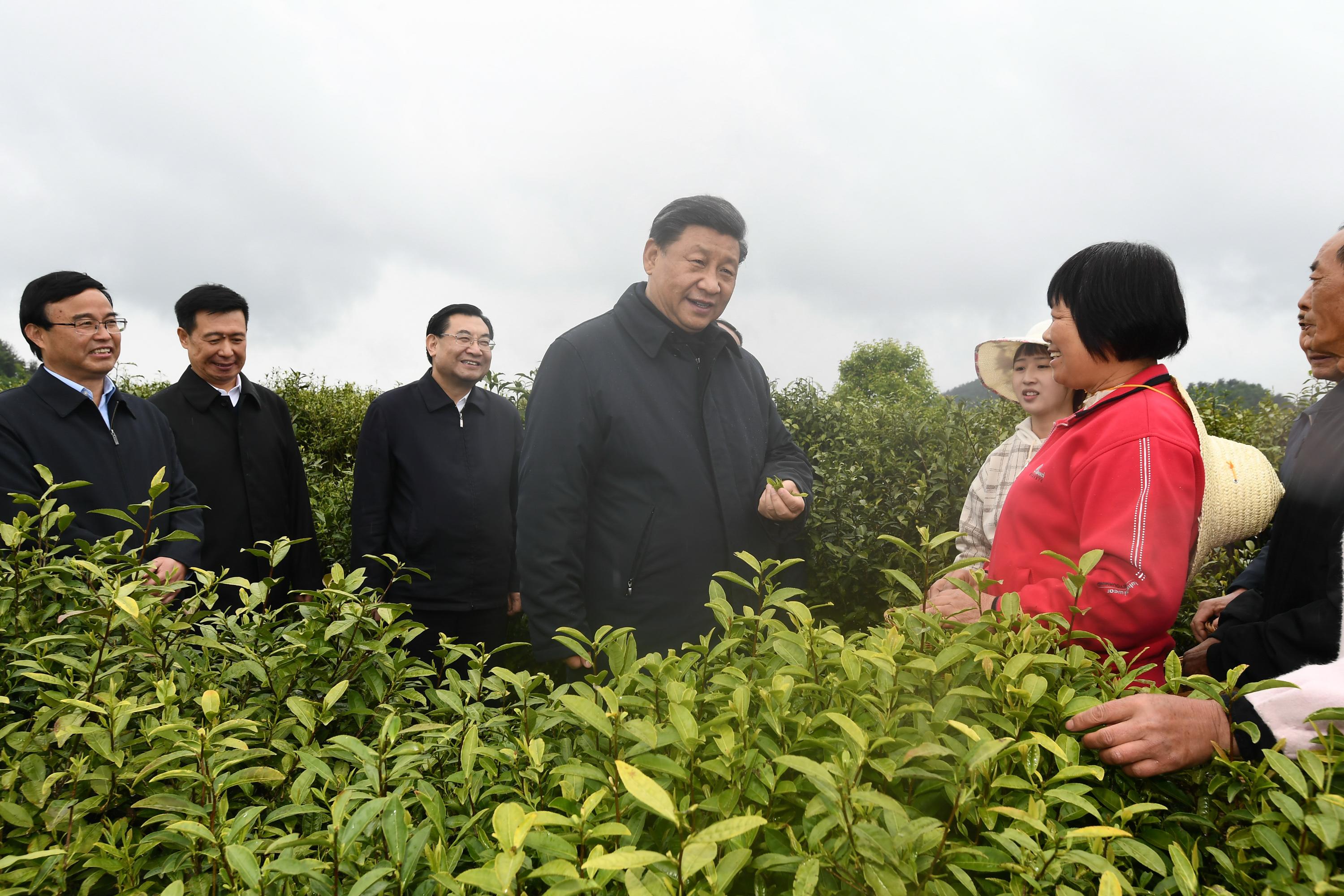 4月20日至23日，中共中央总书记、国家主席、中央军委主席习近平在陕西考察。这是4月21日，习近平在安康市平利县老县镇蒋家坪村女娲凤凰茶业现代示范园区，同茶农们亲切交谈。