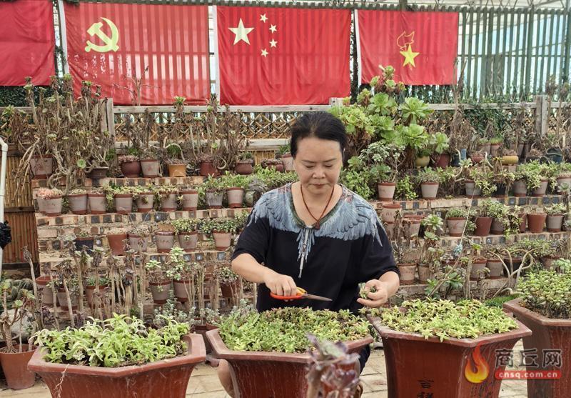 巧媳妇邱艳丽：种植多肉植物引领乡邻走上致富路